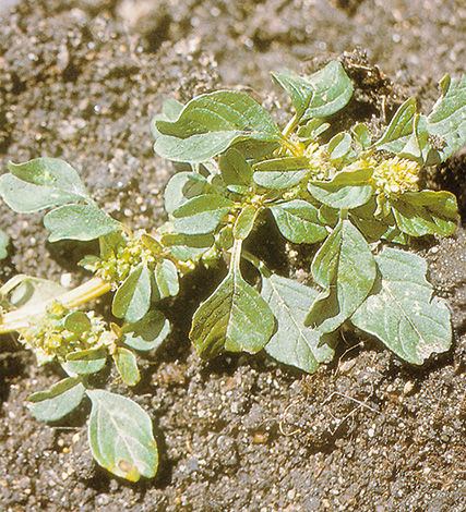 Green amaranth is widely naturalised in many parts of Australia
